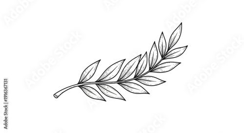 Hand-drawn Olive Branch Illustration, Laurel Wreath Element, Vintage Botanical Sketch