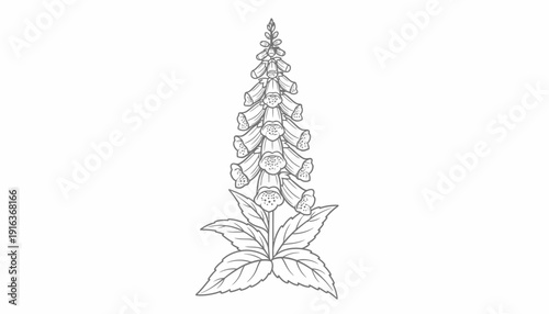 Elegant Foxglove Flower Outline Drawing Isolated on White Background