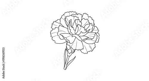 Carnation Flower Outline Drawing, Black and White Vector Illustration