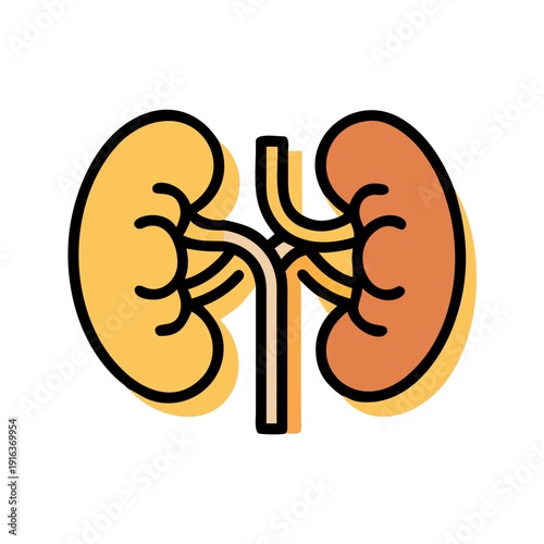 Kidneys Anatomy Medical Flat Icon