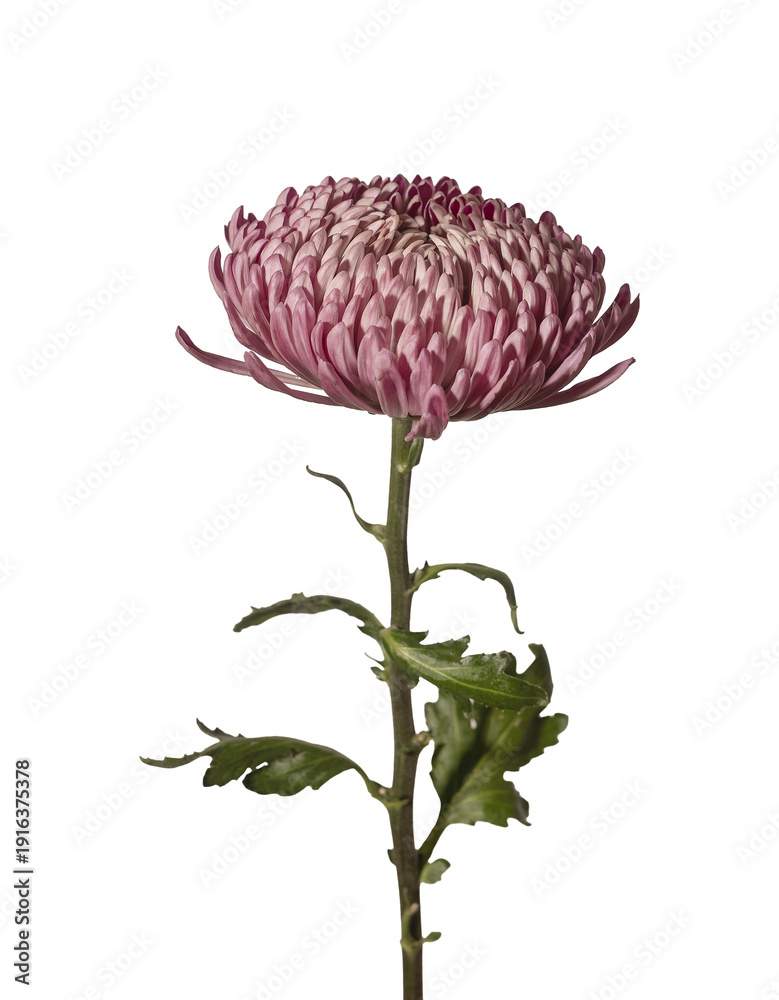 custom made wallpaper toronto digitalChrysanthemum morifolium large pink bloom vertical isolated background. Single garden mum flower minimal studio composition. Spring floral botanical detail concept..