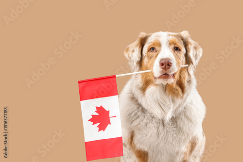Cute dog with flag of Canad...