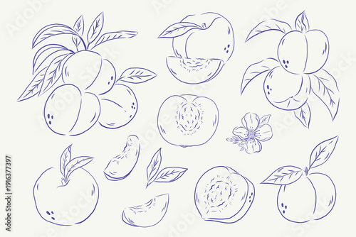 Hand draw sketck style peach illustration.Whole peaches, sliced peach halves, peach wedges, leaves and blossom elements.