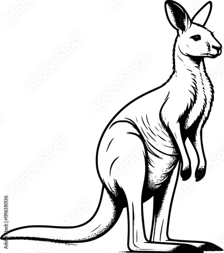 kangaroo vector illustration
