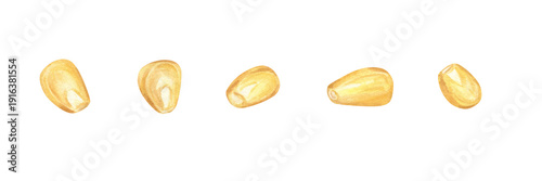 Fotografie Watercolor single ripe corn grains clip art illustration on isolated background
