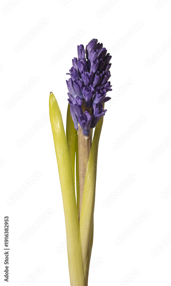 Fototapeta premium Single hyacinthus orientalis purple bloom isolated background. Vertical hyacinth stem minimal studio composition. Spring floral botanical concept..