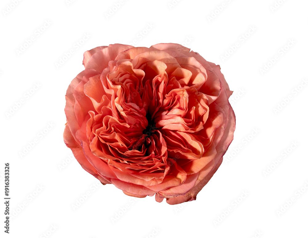 custom made wallpaper toronto digitalTop view rosa hybrida coral bloom isolated background. Single garden rose detailed minimal composition. Spring floral botanical concept..