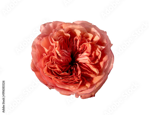 Wallpaper Mural Top view rosa hybrida coral bloom isolated background. Single garden rose detailed minimal composition. Spring floral botanical concept.. Torontodigital.ca