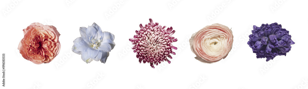 custom made wallpaper toronto digitalTop view, bush rose, delphinium, chrysanthemum, ranunculus, hyacinth buds isolated on white background. Overhead blossoms. Floral collection, botanical variety, spring concept..