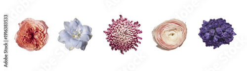 Wallpaper Mural Top view, bush rose, delphinium, chrysanthemum, ranunculus, hyacinth buds isolated on white background. Overhead blossoms. Floral collection, botanical variety, spring concept.. Torontodigital.ca