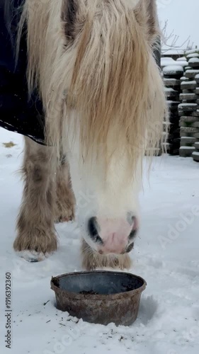 White draft horse wearing blanket eating feed from bowl in snowy winter landscape