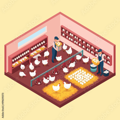 Farmers Collecting Eggs from Chicken Coop.