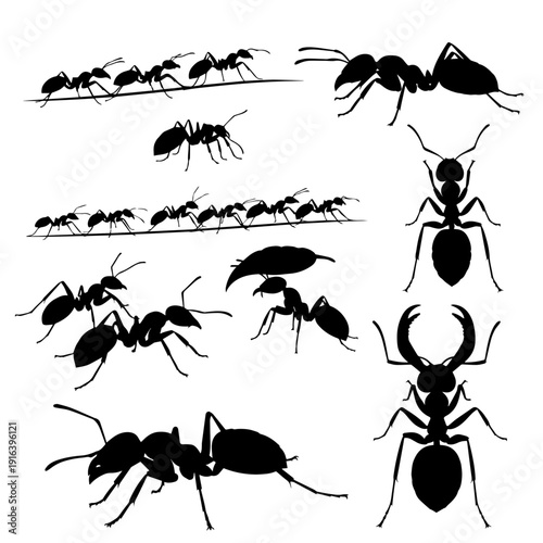 set of black ants