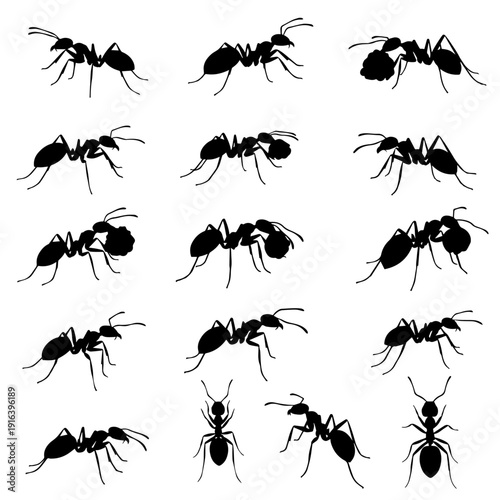 High contrast silhouettes of worker ants showcasing their unique body segments and long antennae.