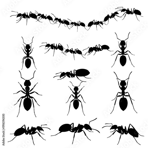 set of black ants
