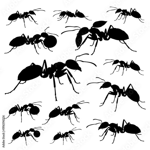 set of ants