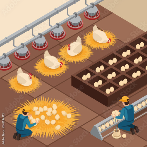 Chicken Farm Workers Collecting Eggs from Hens.