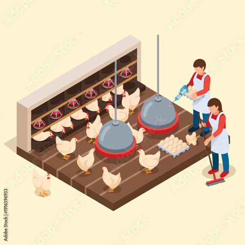 Farmers Feeding Chickens in Poultry House.