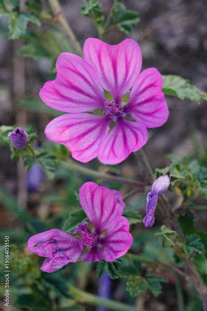 Fototapeta premium Mallow Bloom: A Close-Up Look at Nature's Delicate Beauty in Springtime Garden