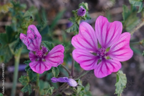 Foto Mallow Bloom: A Close-Up Look at Nature's Delicate Beauty in Springtime Garden