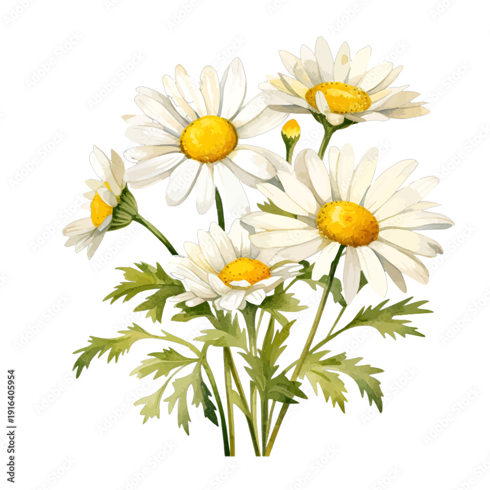 Fototapeta premium Watercolor White Daisy Bouquet Clipart, Hand-Painted Chamomile Floral Arrangement isolated on White Background