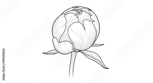 Peony Bud Sketch - Delicate Floral Illustration