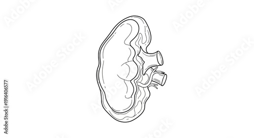 Anatomical illustration of a kidney with renal artery and vein, line drawing