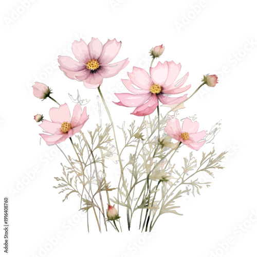 Watercolor Pink Cosmos Flowers Clipart with Delicate Wildflower Meadow Grass Isolated on White