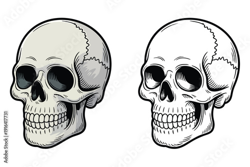 Skull Illustration and outline set isolated on transparent background