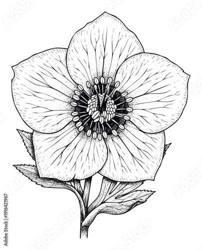 Detailed botanical drawing of a delicate flower with intricate petals, stamens, and leaves, perfect for elegant graphic design, greeting cards, or decorative prints.