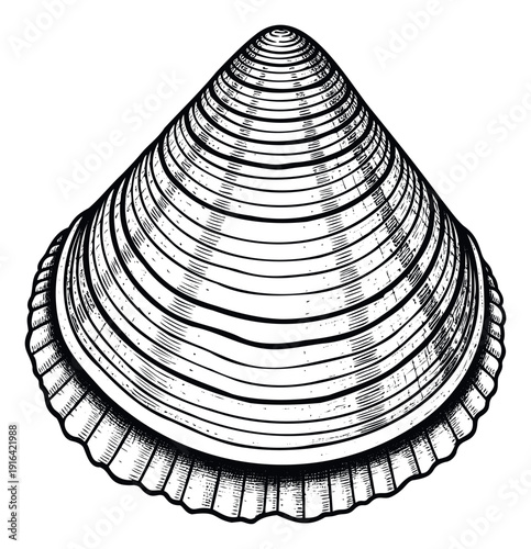 A vintage style clam shell graphic resource perfect for ocean themed packaging, seafood restaurant menus, or decorative emblems requiring a classic aquatic motif.