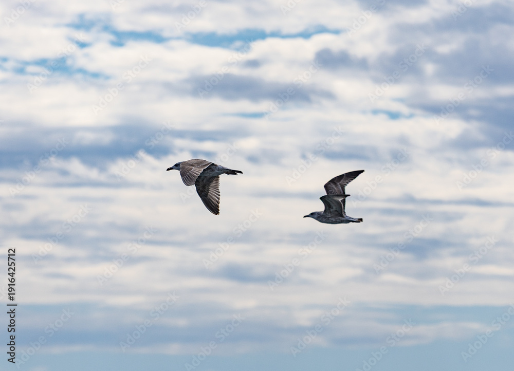 Fototapeta premium Two birds flying in the sky