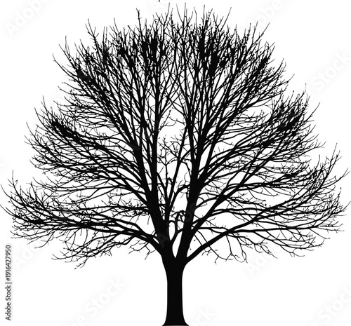 A pure white silhouette of a tree, emphasizing the branching structure and the upward direction