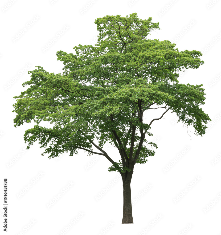 Obraz premium Single tall green tree isolated on white background with full leaves and natural summer foliage