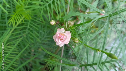 Foto Beautiful Minion roses in the garden
