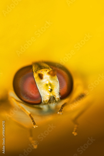 фотографія Chimera
