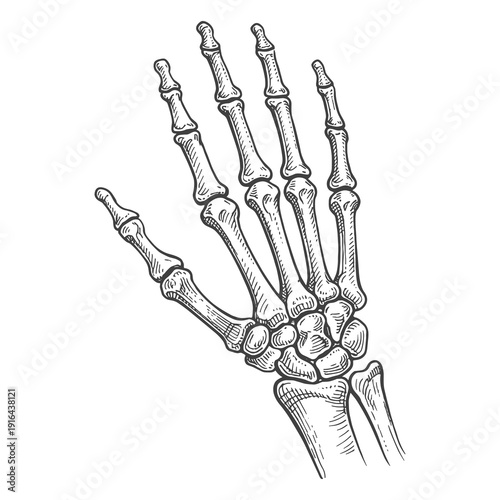 Human Hand Skeleton Engraving Illustration, Vintage Anatomical Bone Line Art