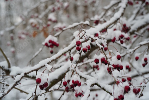 Wallpaper Mural A branch of mountain ash covered with snow. Winter grove. Torontodigital.ca