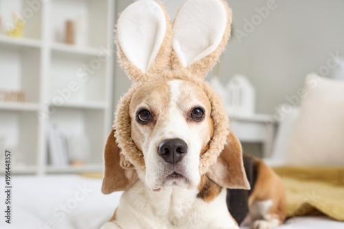 Cute Beagle dog with bunny ...