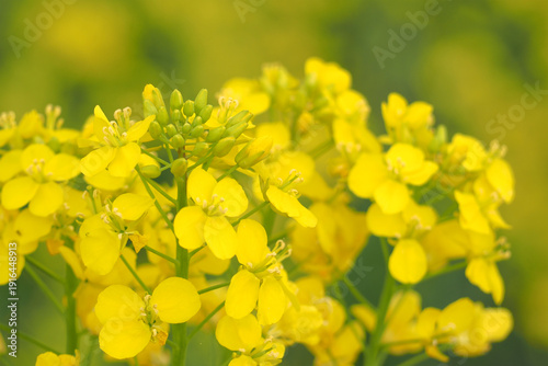 植物　花　畑　夕方