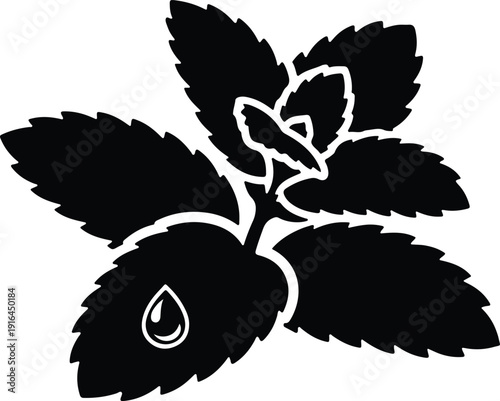 Fresh organic peppermint leaves with water drop for herbal tea silhouette vector illustration