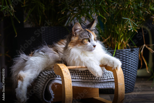 Bunte Katze liegt auf einem Holzschlitten.