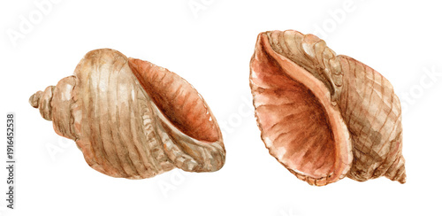 Set of seashells, watercolor illustration. Spiral shells. Perfect for summer beach themes, ocean designs, or nautical invitations.