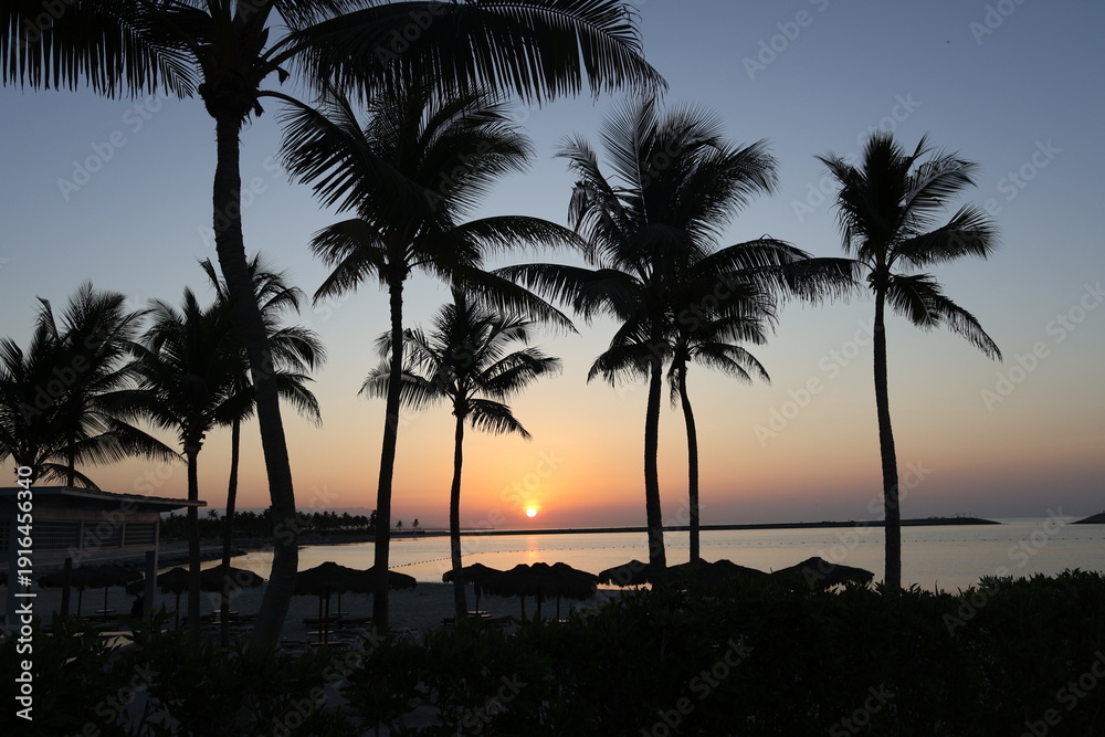 Obraz premium palm trees at sunset