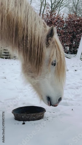 White horse eating feed in snow during winter on rural farm