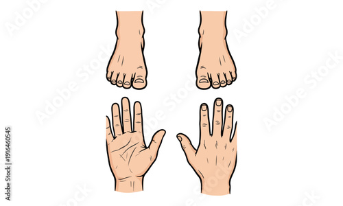 Human Hands and Feet Anatomy Illustration Set on White Background