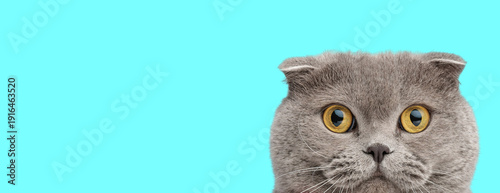 Adorable scottish fold cat peeking and looking forward