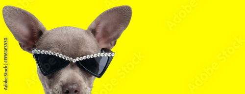 Tableau sur toile Fashionable chihuahua puppy wearing sunglasses with rhinestones