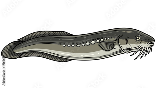 Illustration of a freshwater catfish with long body and whiskers