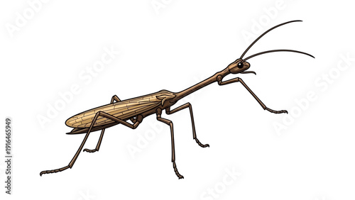 Cartoon illustration of a brown stick insect (Phasmatodea) isolated on white.
